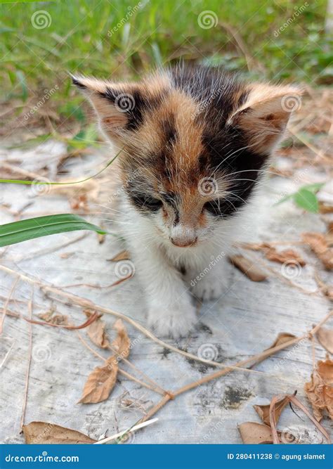 Baby Cat Playing with Its Mother Stock Photo - Image of wildlife ...