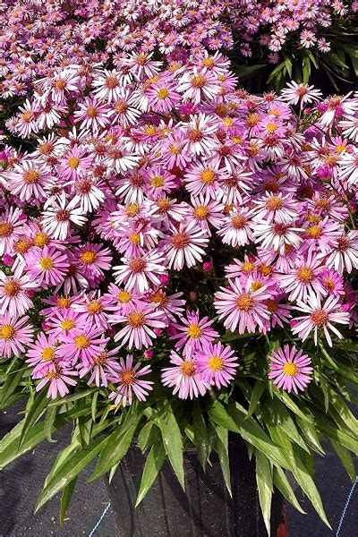 How To Grow Asters The Perfect Fall Perennial With Big Color