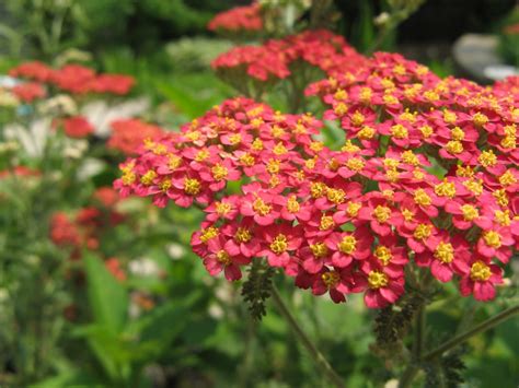 Rebríček obyčajný Achillea mill Paprika Záhradkovo eu