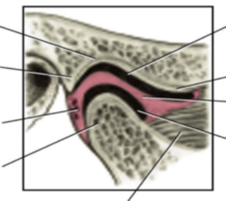 TMJ Diagram | Quizlet