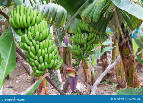 Banana Plantation At Madeira Island Stock Photo Image Of Flower