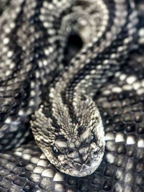 Rattlesnake Dream Interpretation Fantasies Liberating Quietude