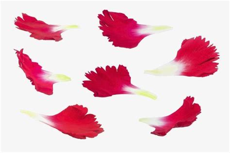 Flower Petals Falling Stock Photos, Images and Backgrounds for Free ...