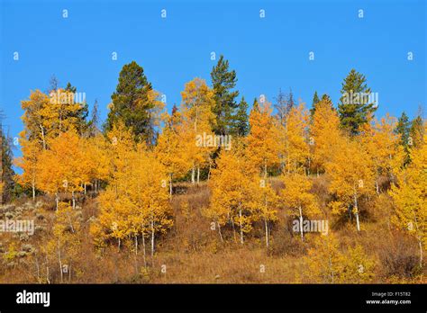 American Aspens Populus Tremuloides In Autumn Foliage Against Blue