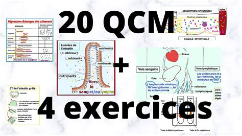 Qcm Exercices Corrig S Digestion Et Absorption Nutriments Svt