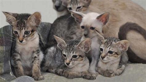 Asian Oriental Kittens In Usa Legit Kitten Breeders