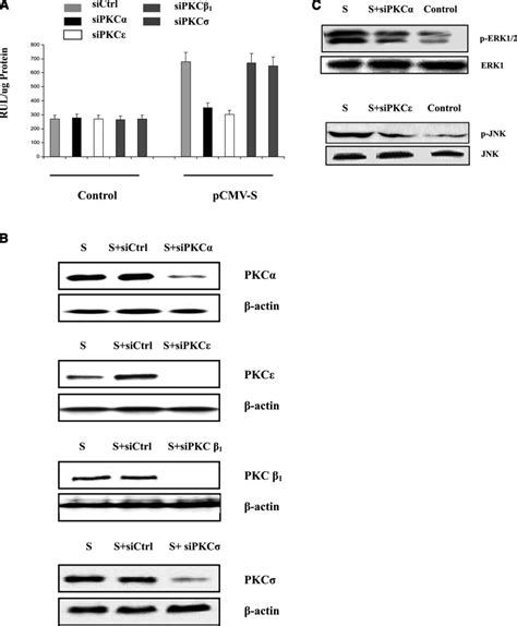 Involvement Of Pkc And Pkc In Induction Of Cox Expression A