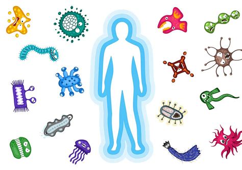 health  beauty   improve  immune system