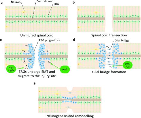 Overview of zebrafish spinal cord regeneration. a Structure of the ...