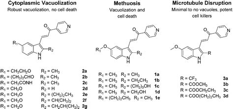 Figure 1 From Synthesis And Biological Evaluation Of Isomeric Methoxy