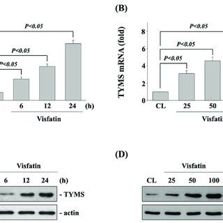 Tyms Upregulation Of Visfatin Induction Attenuates The Sensitivity Of