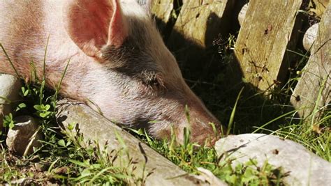 Pig Natural Habitat Stock Footage Video | Shutterstock