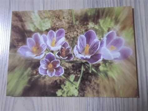 DDR ALTE Postkarte AK Karte Mit BLUMENMOTIV KROKUS Von 1982