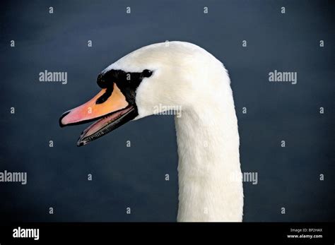 Mute Swan Cygnus Olor Close Up Of Head Stock Photo Alamy