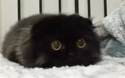 Cute Fluffy Cat