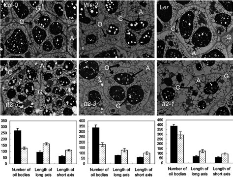 Comparison Of The Number And Size Of Oil Bodies In Mature Seed Cells