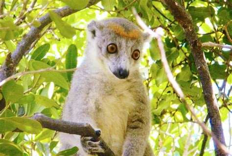 Protecting A Wildlife Oasis In Madagascar Rainforest Trust