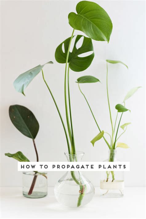 quick guide  propagating plants   easy steps