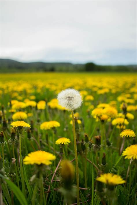 Dandelion Field Photography