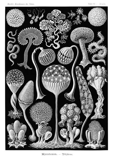 Mycetozoa - High resolution - Digitally enhanced Drawing by Ernst Haeckel - Pixels