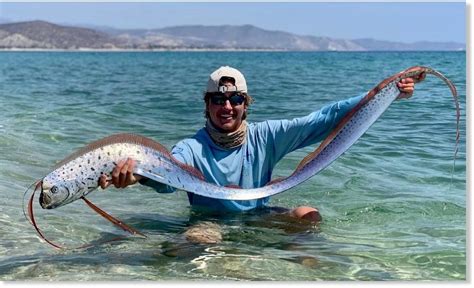 Angler Revives Exotic Oarfish In Rare Encounter Off Baja California Sur