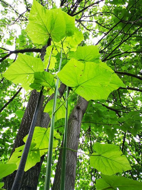 Paulownia Schnell Wachsender Gro Er Laubbaum Mit Gro En Herzf Rmigen