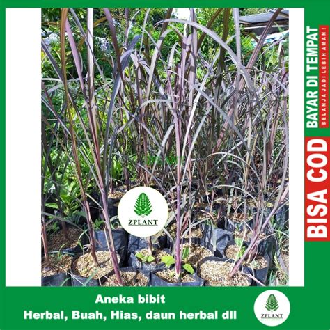 Jual Bibit Pohon Tebu Ireng Tiwu Hitam Tanaman Batang Shopee Indonesia