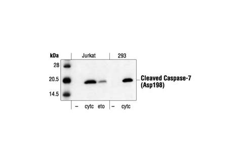 Cleaved Caspase 3 Asp175 Antibody Cell Signaling Technology