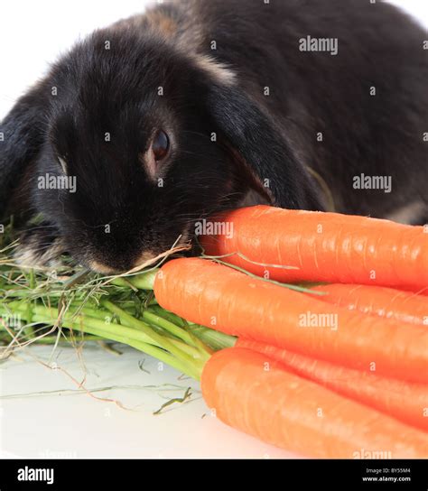 Cute little bunny eating fresh carrots. All on white background Stock ...