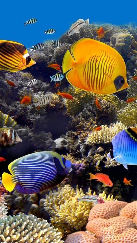 Coral reef photography – Artofit