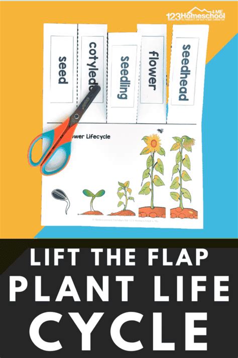 Flower Life Cycle Flap Book Free Homeschool Deals