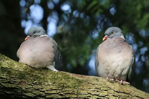 Common Wood Pigeon Facts Diet Habitat And Pictures On Animaliabio