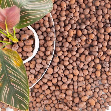 Amazon 12 5LBS Leca Balls Clay Pebbles For Plants 8mm 12mm