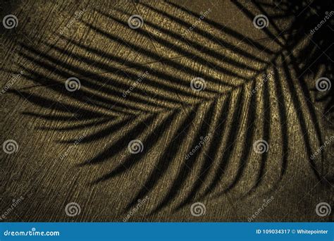 Palm Tree Leaves Silhouette Stock Image - Image of lovely, detail ...