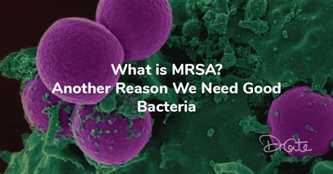 Mrsa Bacteria