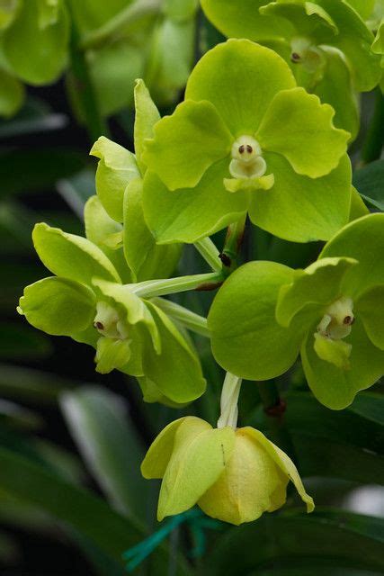 Green Orchids Flores Verdes Flores Orquideas