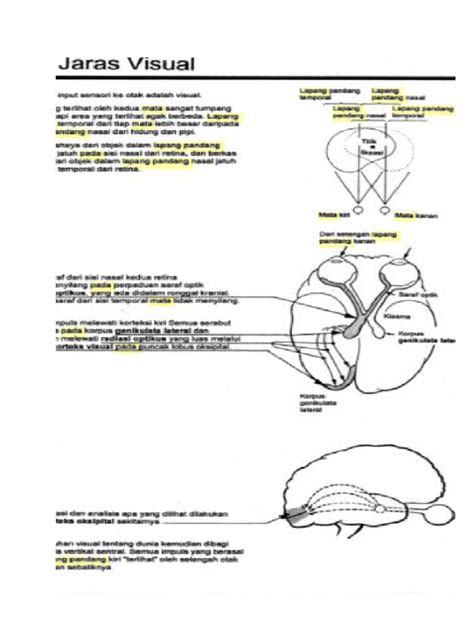 PDF Fisio Lapang Pandang Docx DOKUMEN TIPS