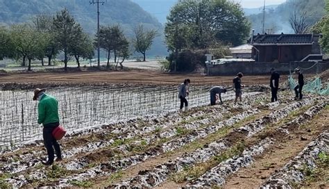 충북 충주 탄금대포럼 우박 피해농가 농촌일손 돕기 봉사