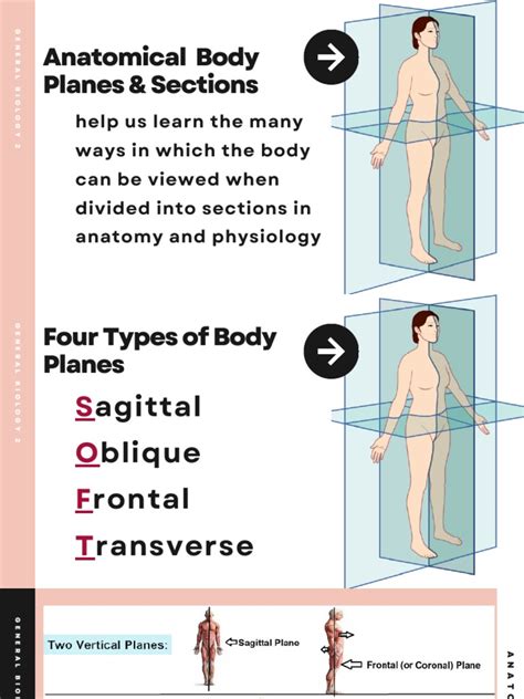 (General Biology 2) PPT - Anatomical Planes PDF | PDF