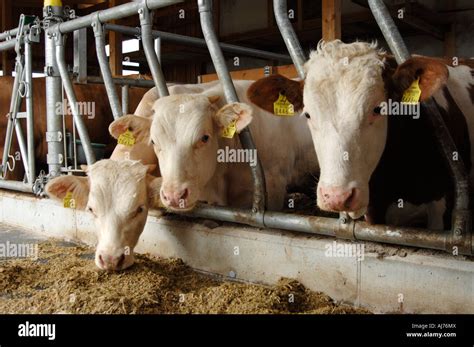 Cows Feeding Stock Photo Alamy