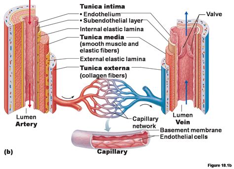 Anatomy Label Major Arteries And Veins / Circulatory System Diagram ...