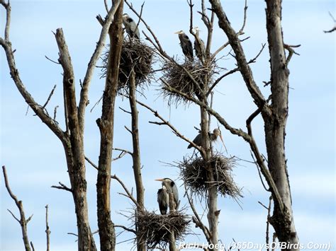 Day 100: Great Blue Heron Rookery Photo Shoot! | 365 Days of Birds