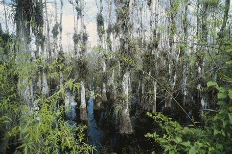 Cypress Swamp, Big Cypress - Stock Image - C012/0078 - Science Photo ...