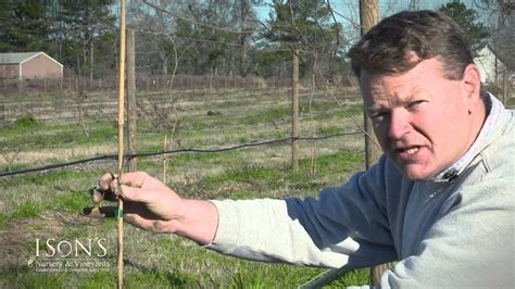 Isons Nursery And Vineyard How To Plant A Muscadine Vine Instructional