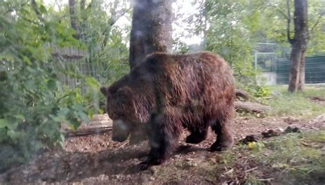 Orsa Amarena Uccisa A Fucilate Era Il Simbolo Del Parco D Abruzzo