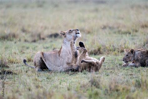 Two lions fighting in the fields Stock Photo | Adobe Stock