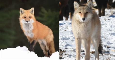 Fox vs Coyote