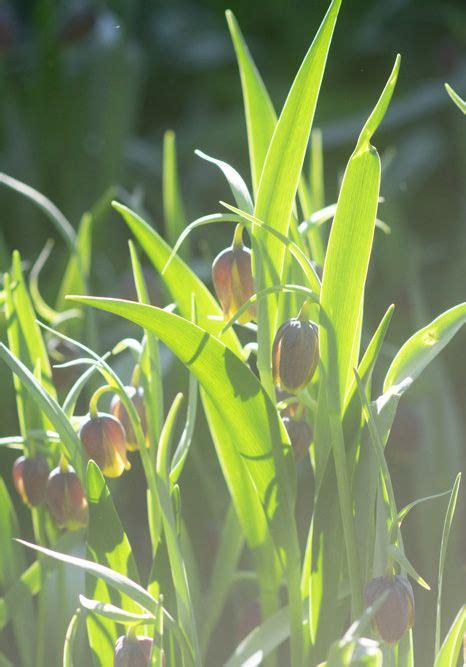 Fritillaria Uva Vulpis Bulb Peter Nyssen Buy Flower Bulbs And