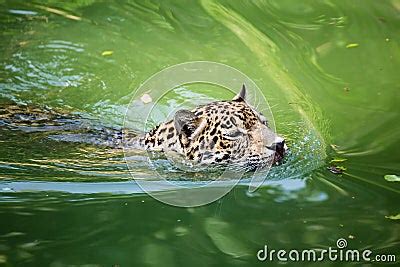 Jaguar Is Swimming On The River Stock Image Image Of Jungle Park