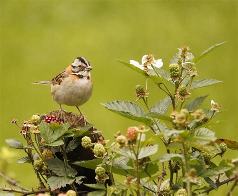 Foto Tico Tico Zonotrichia Capensis Por Ana Peres Wiki Aves A